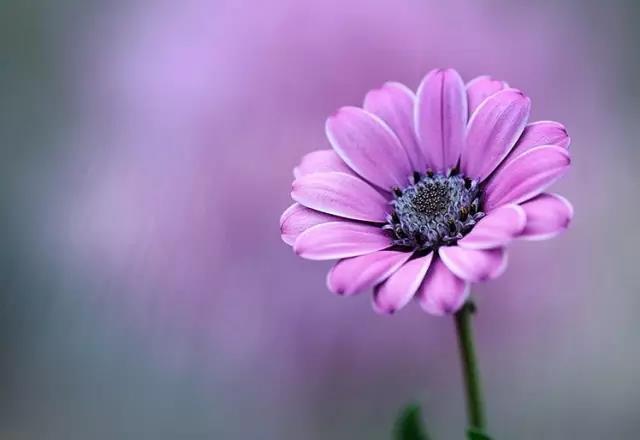 春暖花开 超实用的拍摄花卉实战技巧!
