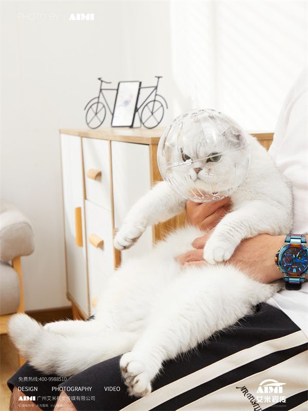 猫球罩拍摄|宠物用品品牌|艾米视觉摄影